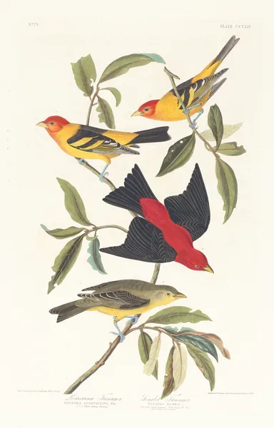 Louisiana tanager. Scarlet tanager av John James Audubon