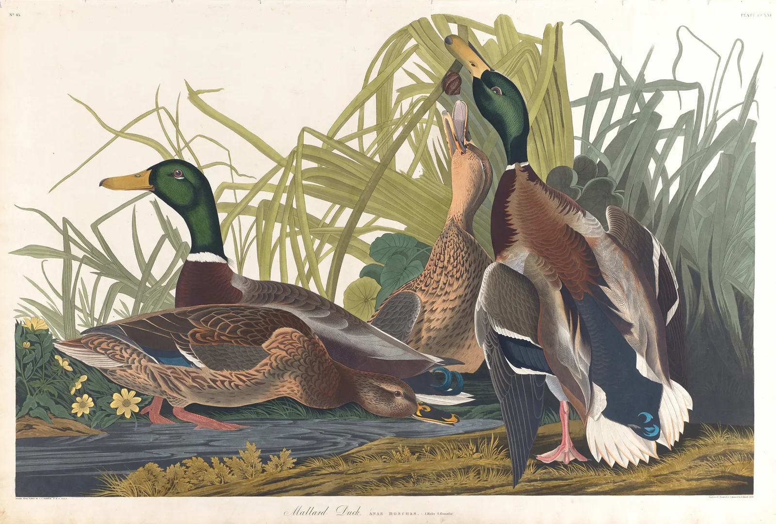 Mallard duck av John James Audubon