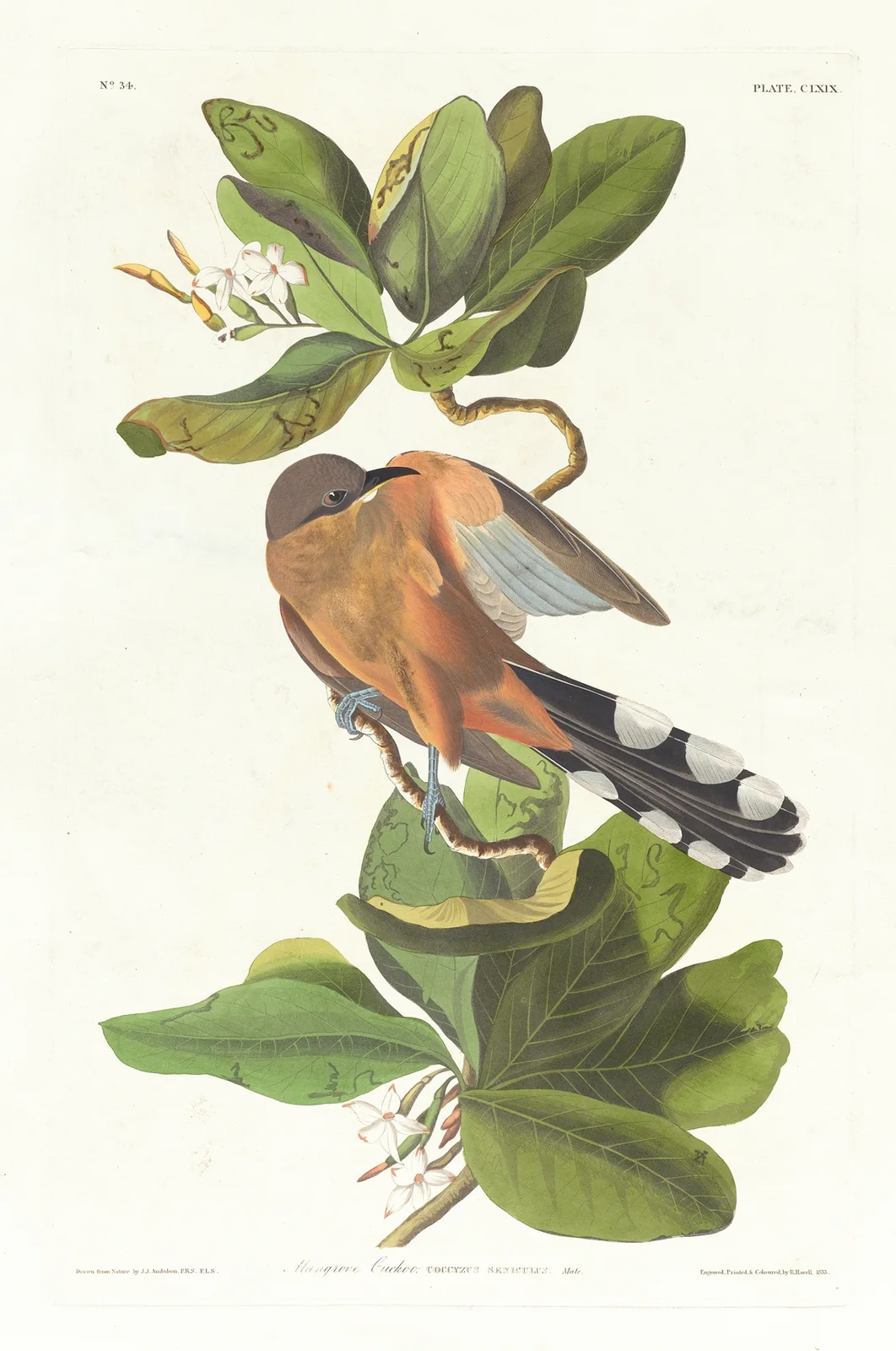 Mangrove cuckoo av John James Audubon