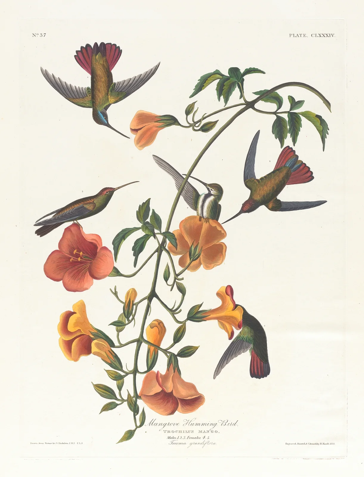 Mangrove humming bird av John James Audubon