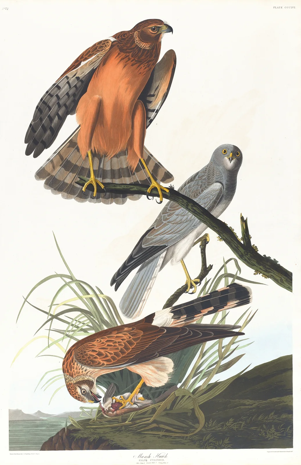 Marsh hawk av John James Audubon