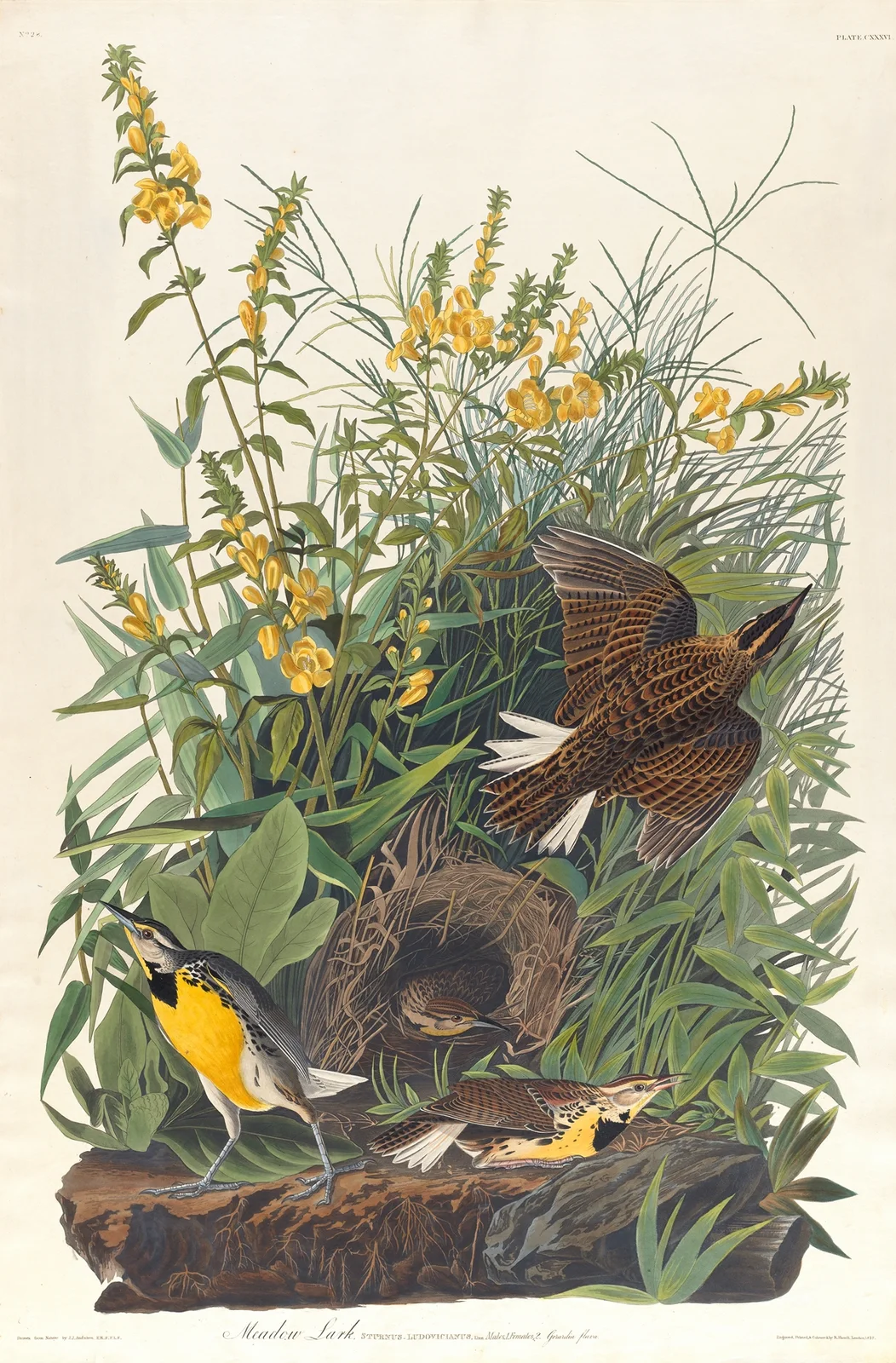Meadow lark av John James Audubon