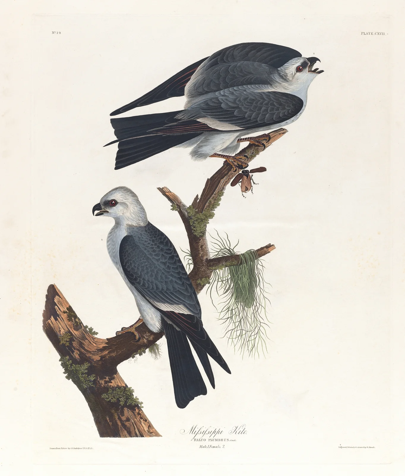 Mississippi kite av John James Audubon