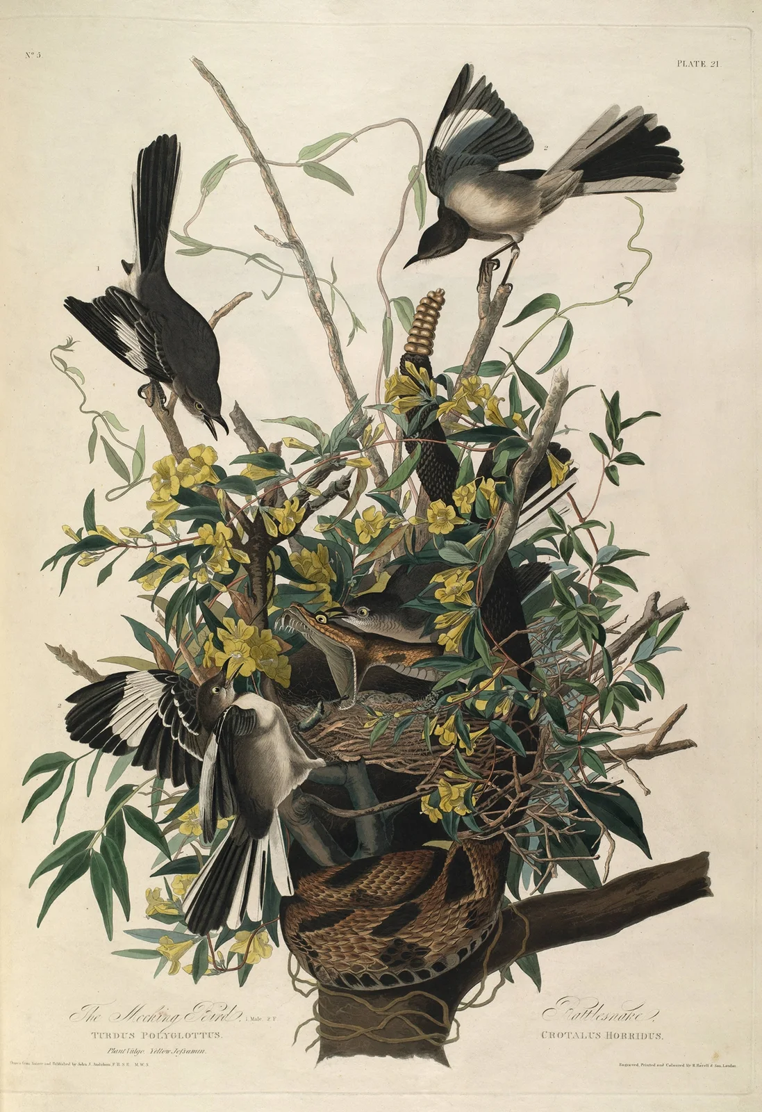 Mocking Bird, Rattlesnake av John James Audubon