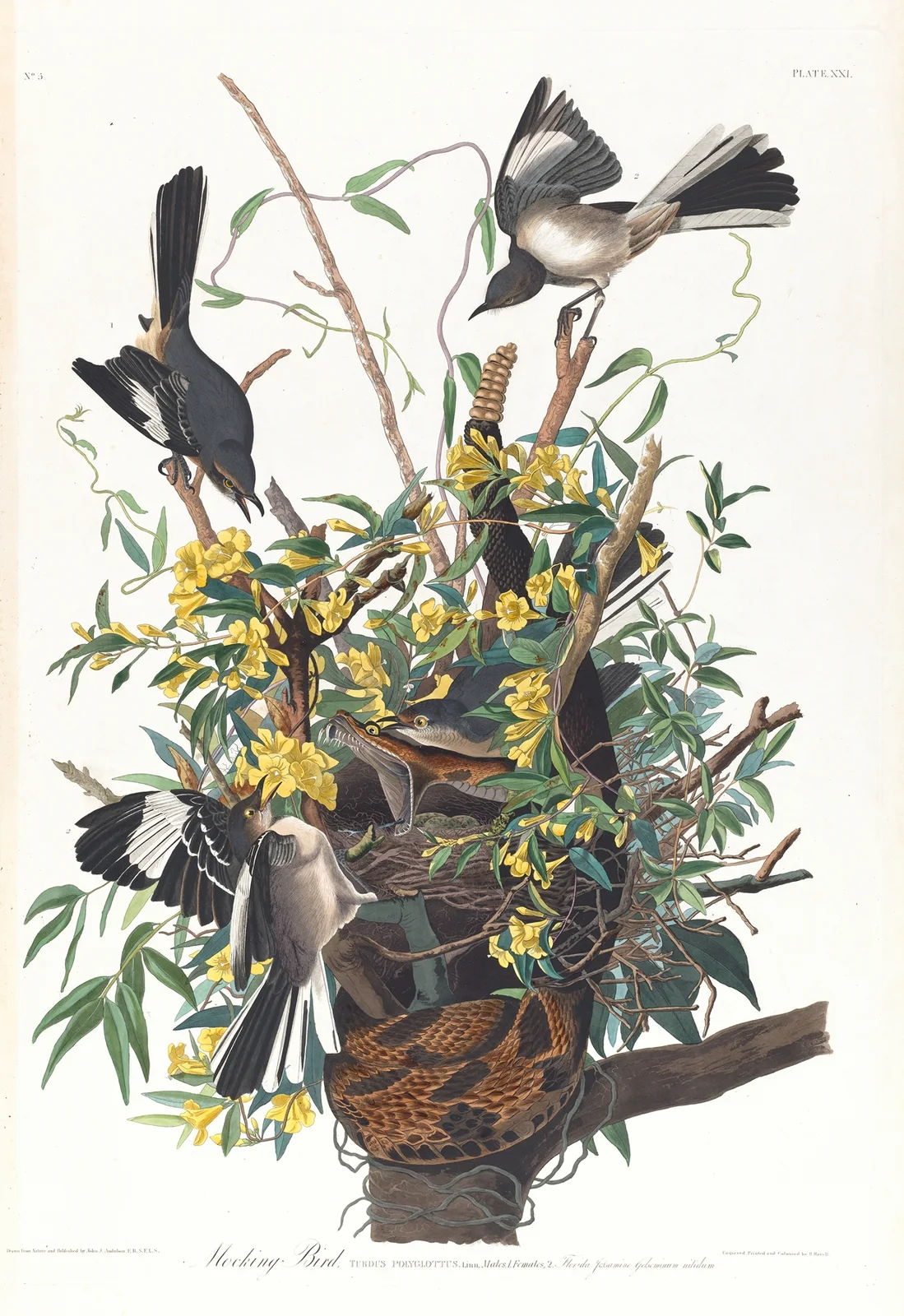 Mocking bird av John James Audubon