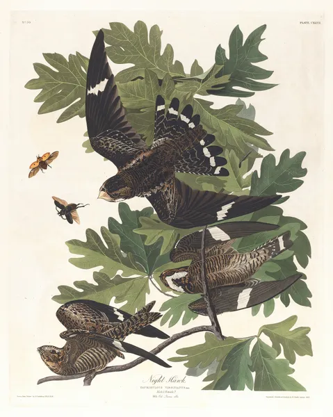 Night hawk av John James Audubon
