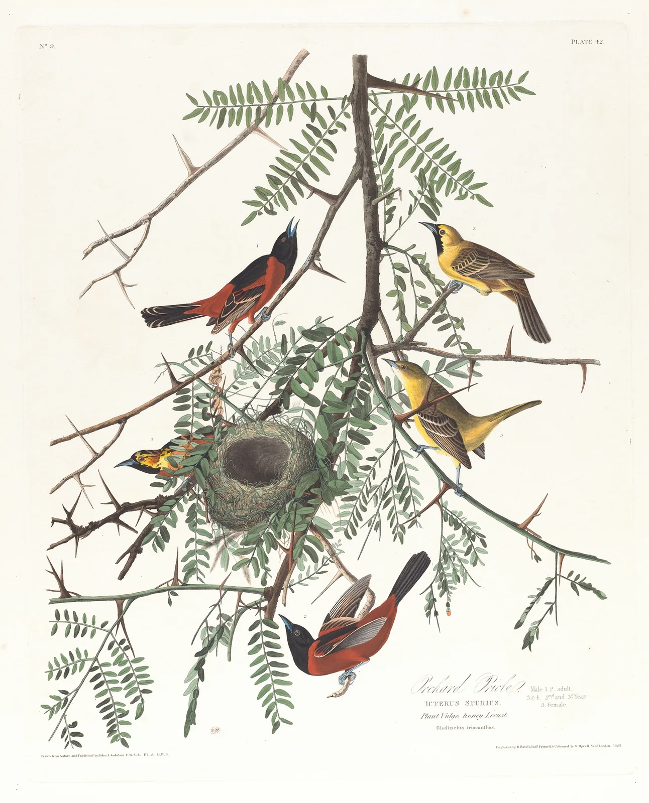 Orchard oriole av John James Audubon