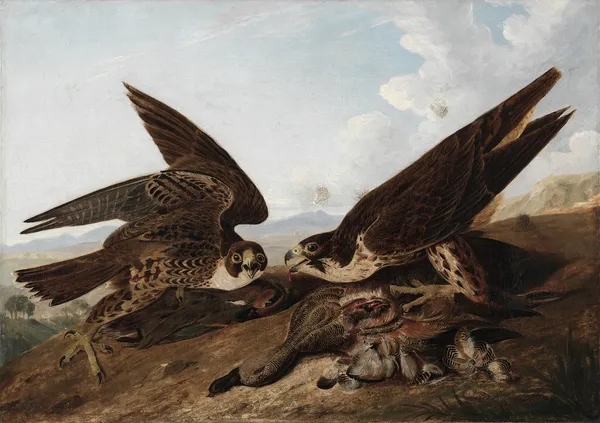 Peregrine Falcons (Duck Hawks) av John James Audubon