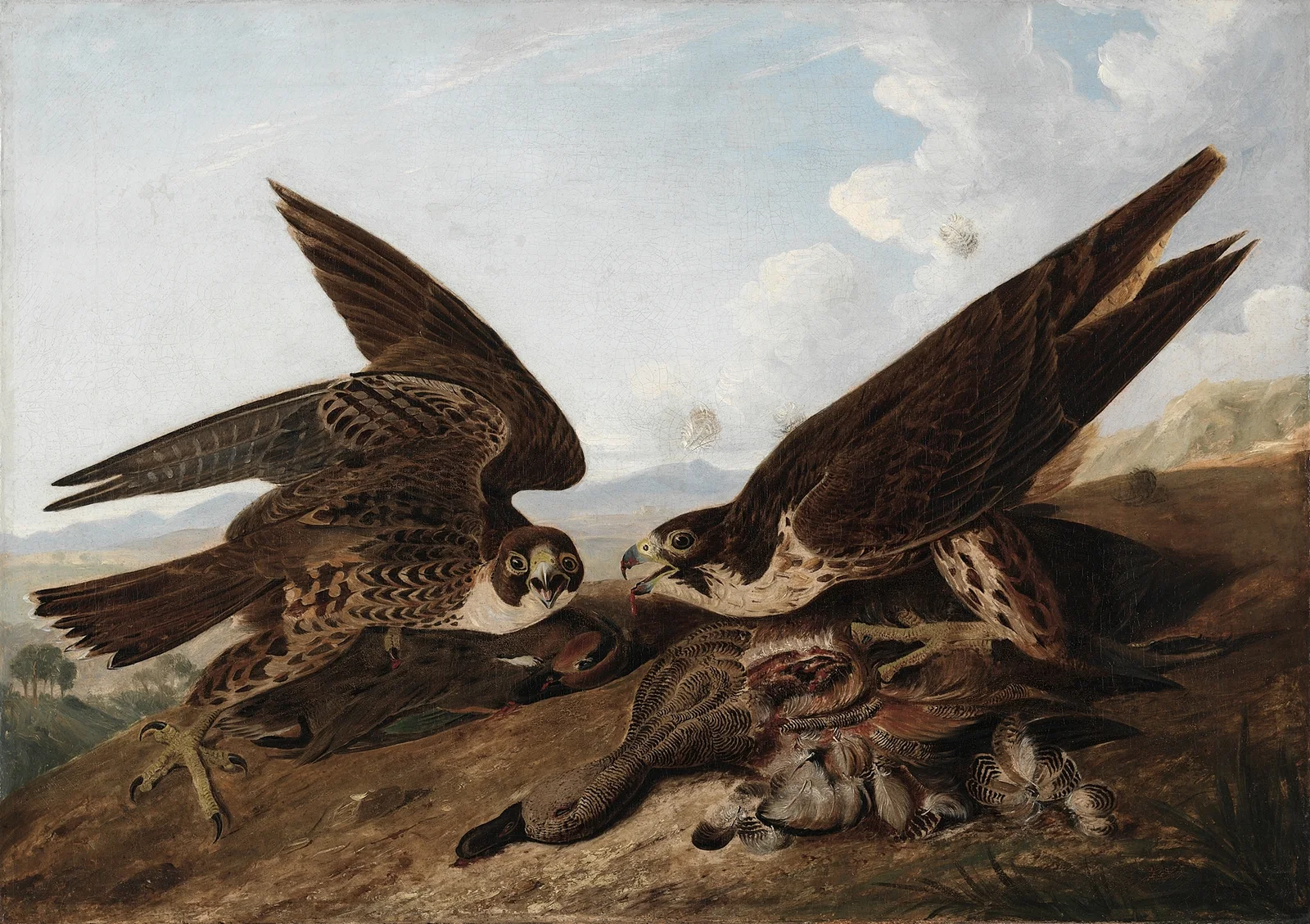 Peregrine Falcons (Duck Hawks) av John James Audubon