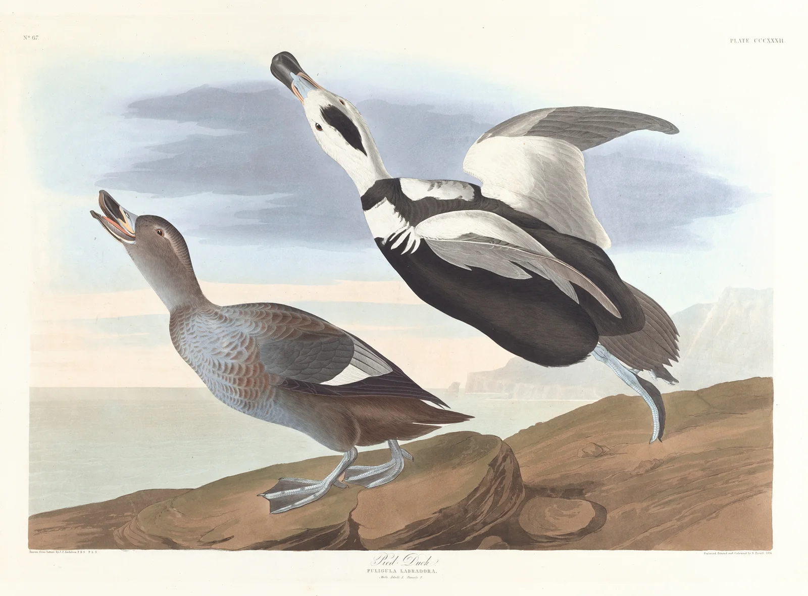 Pied duck av John James Audubon