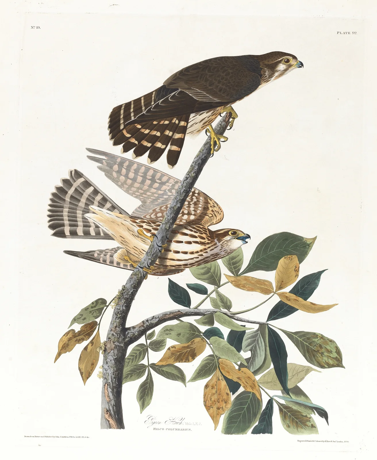 Pigeon hawk av John James Audubon