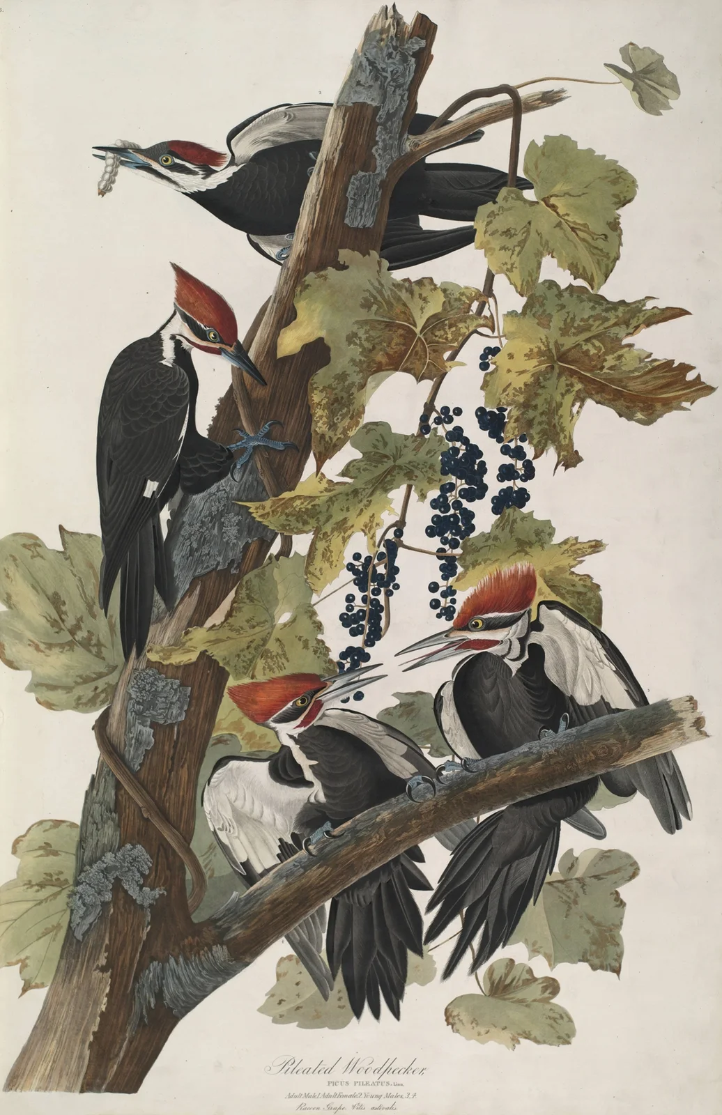 Pileated Woodpecker, 1827 – nr 2 av John James Audubon