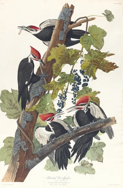 Pileated woodpecker, 1827 – nr 1 av John James Audubon