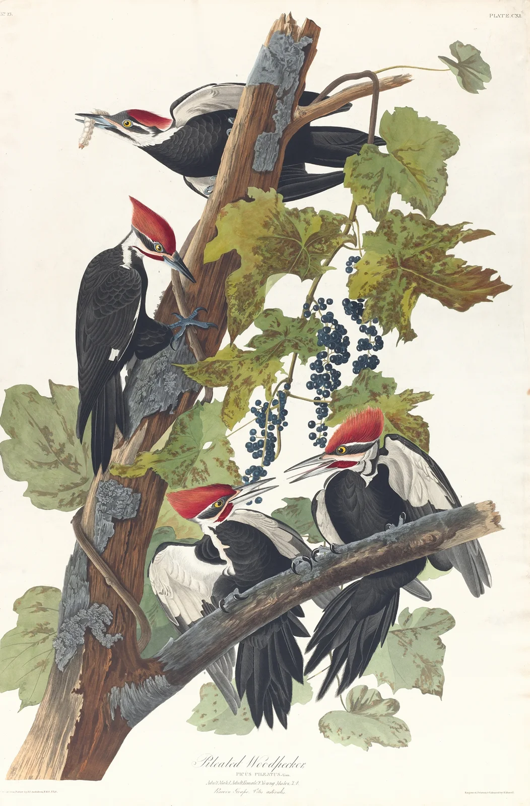 Pileated woodpecker, 1827 – nr 1 av John James Audubon