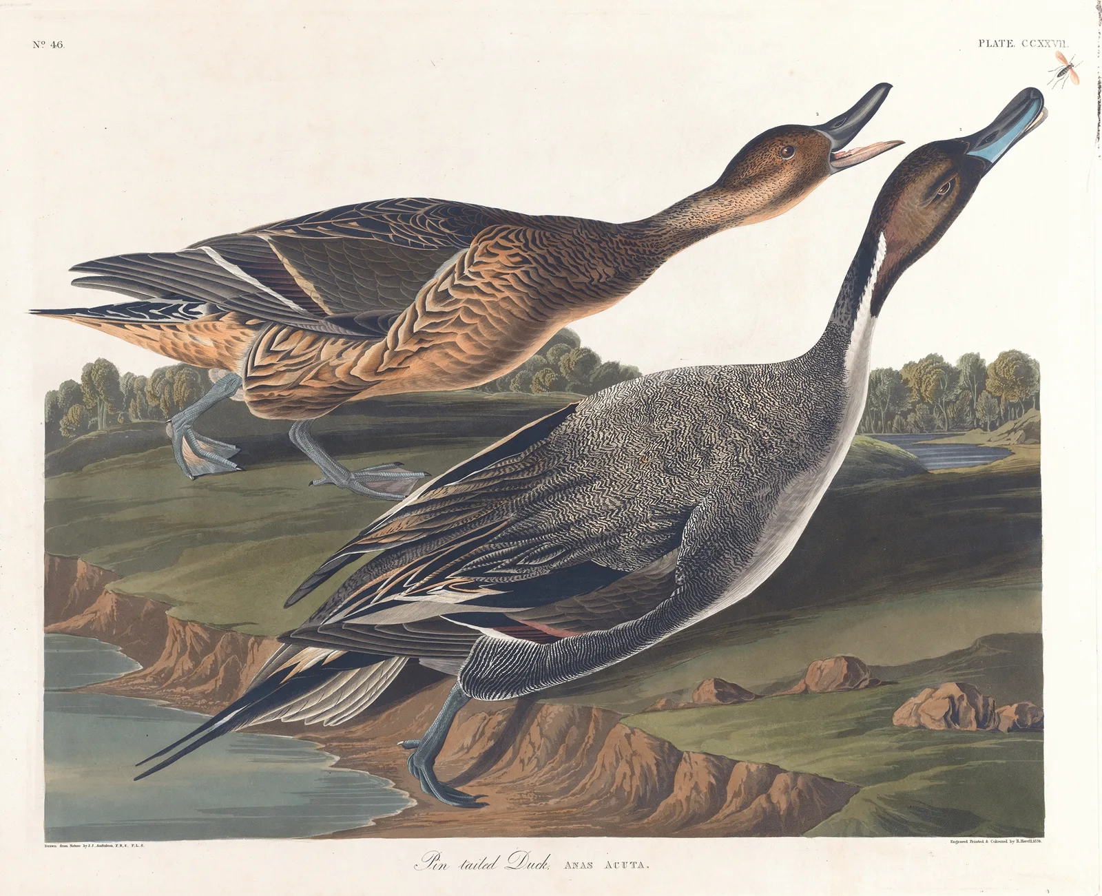 Pin tailed duck av John James Audubon