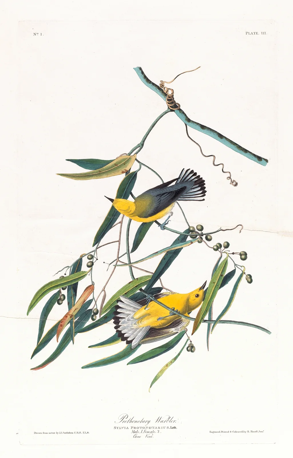 Prothonotary warbler av John James Audubon