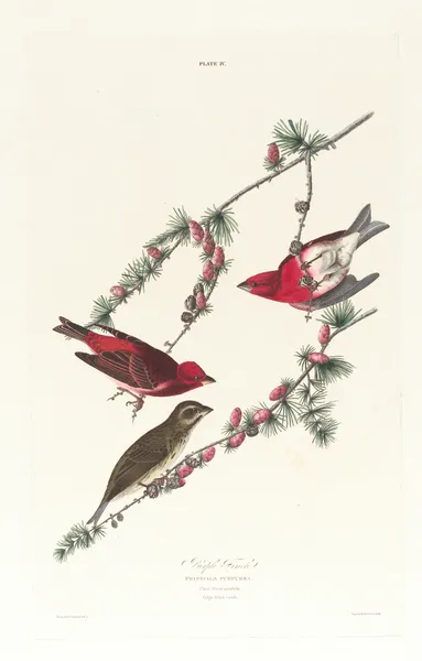 Purple finch av John James Audubon