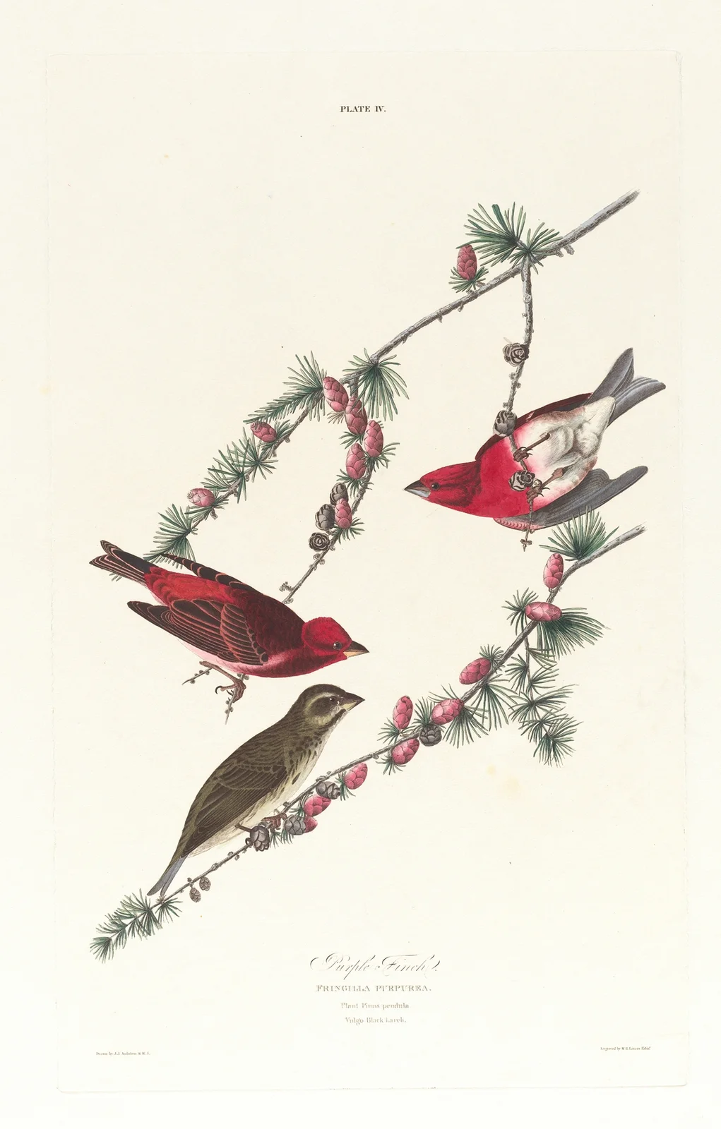 Purple finch av John James Audubon