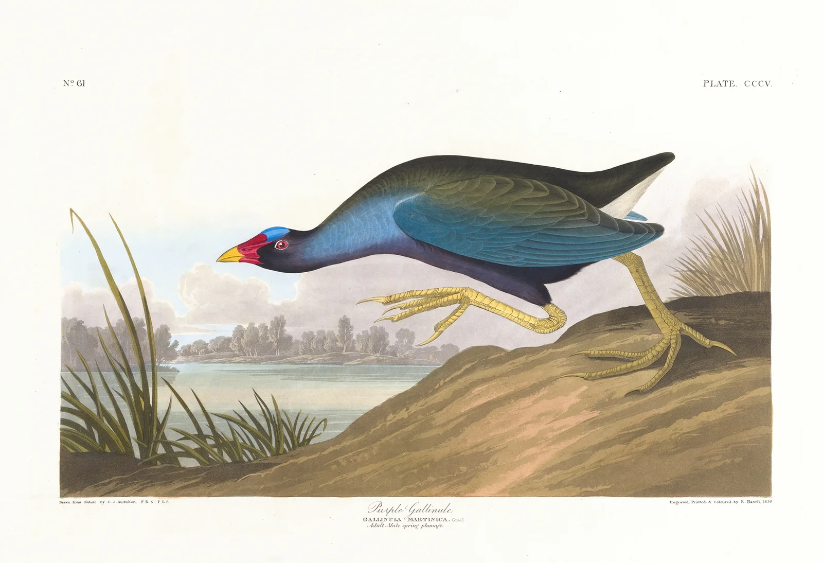 Purple gallinule av John James Audubon
