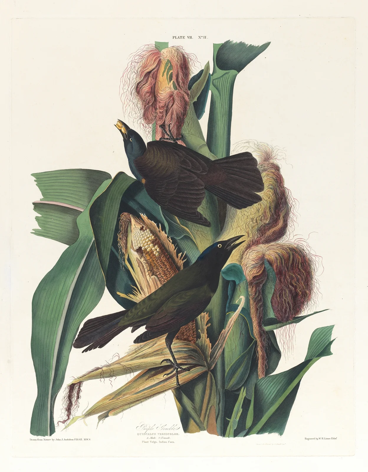 Purple grackle av John James Audubon