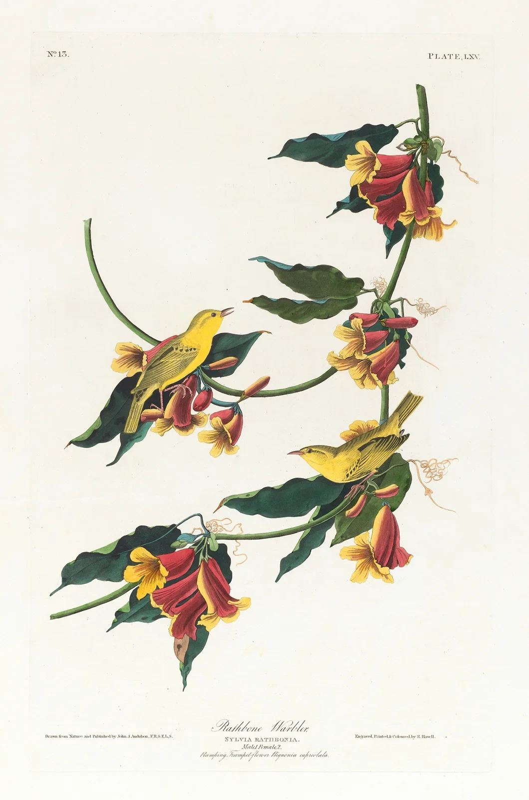 Rathbone warbler av John James Audubon
