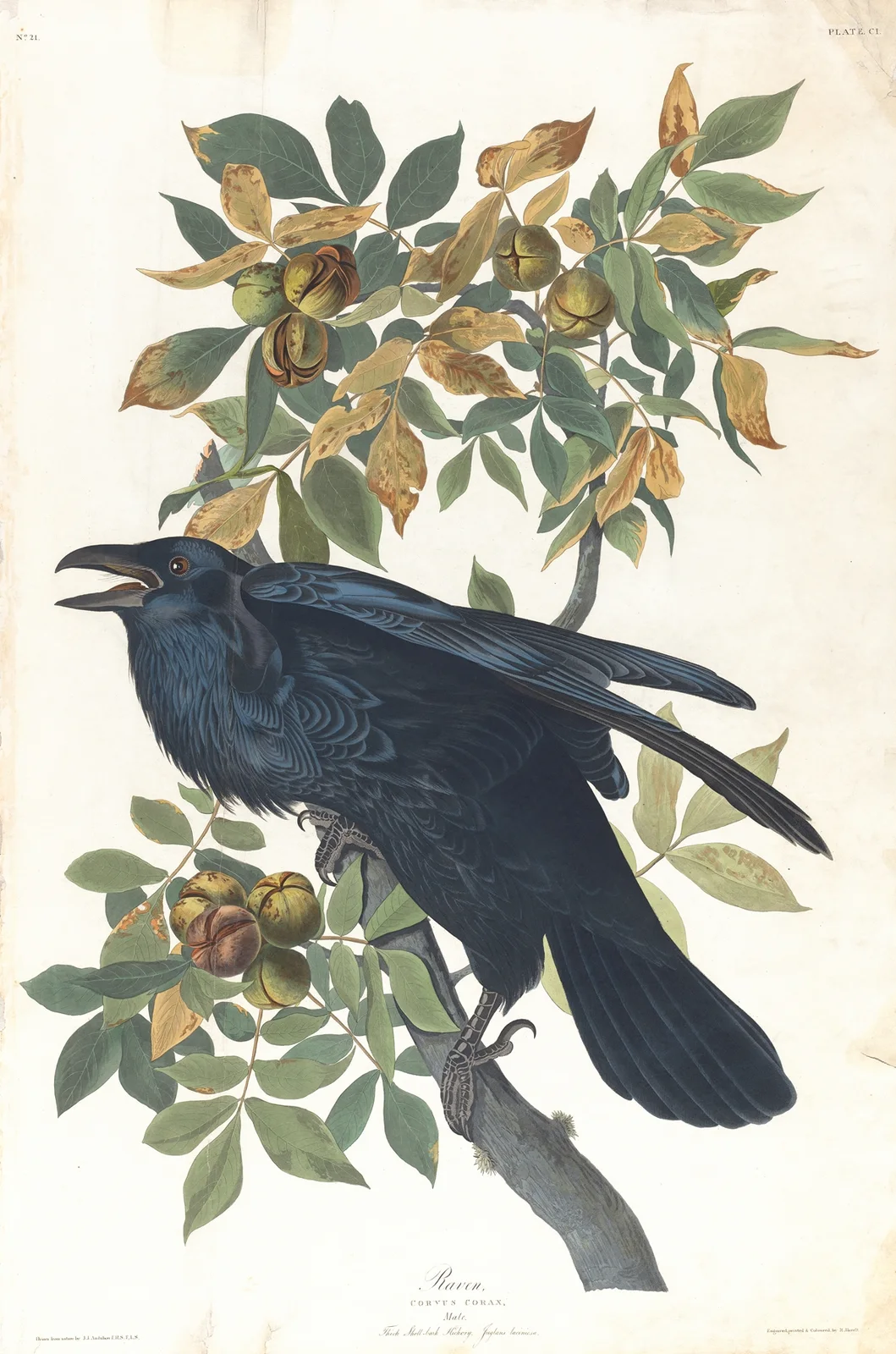 Raven av John James Audubon