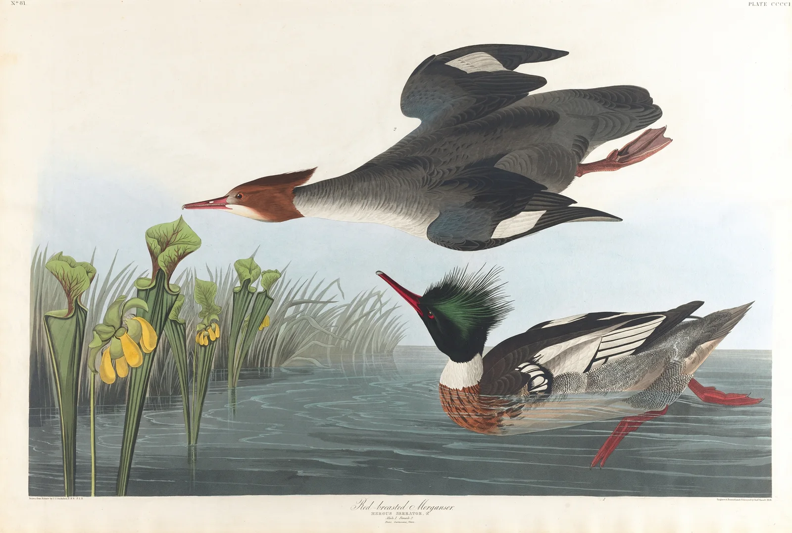 Red-breasted merganser av John James Audubon