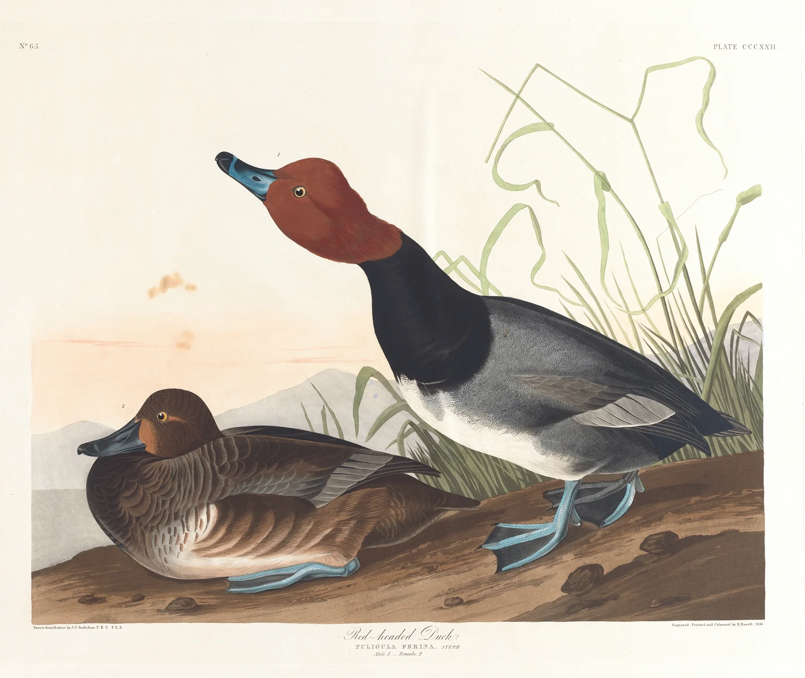 Red-headed duck av John James Audubon