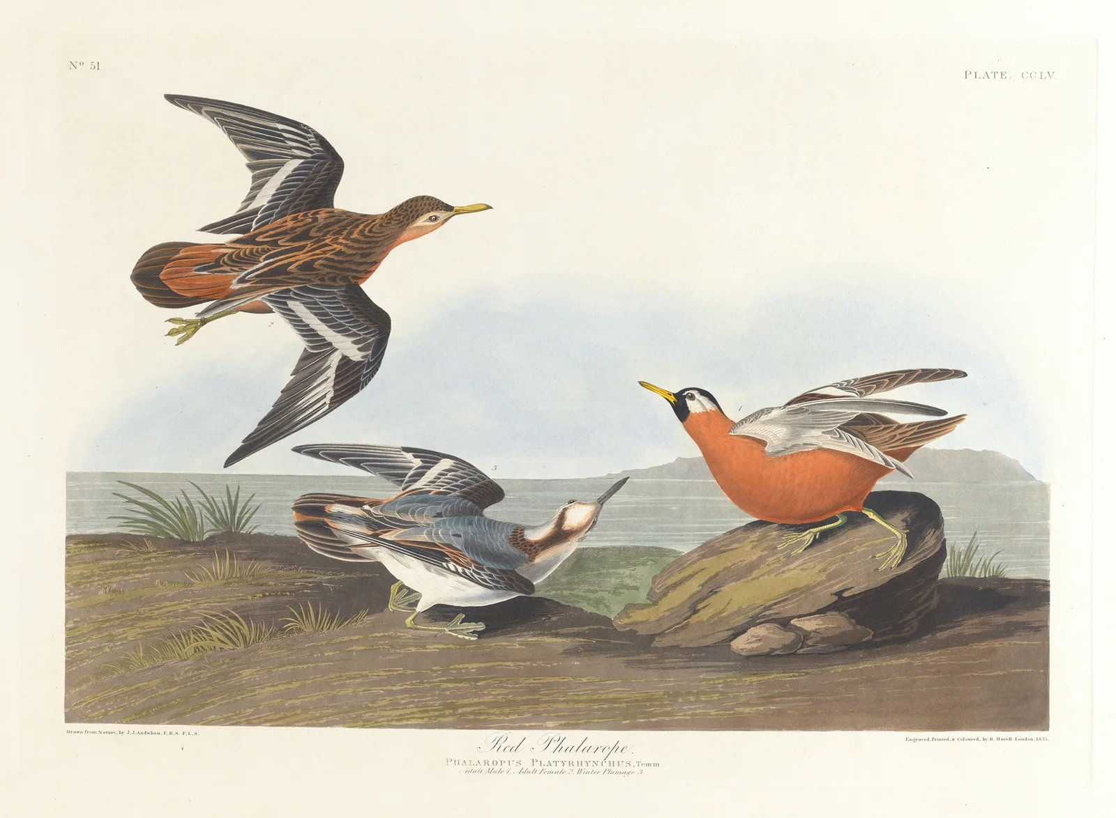 Red phalarope av John James Audubon