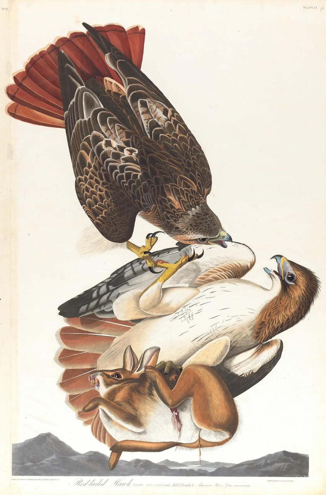 Red-tailed hawk, 1827 – nr 2 av John James Audubon