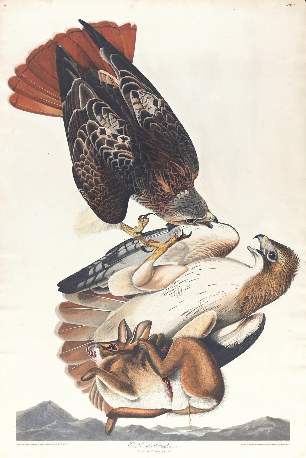 Red tailed hawk av John James Audubon