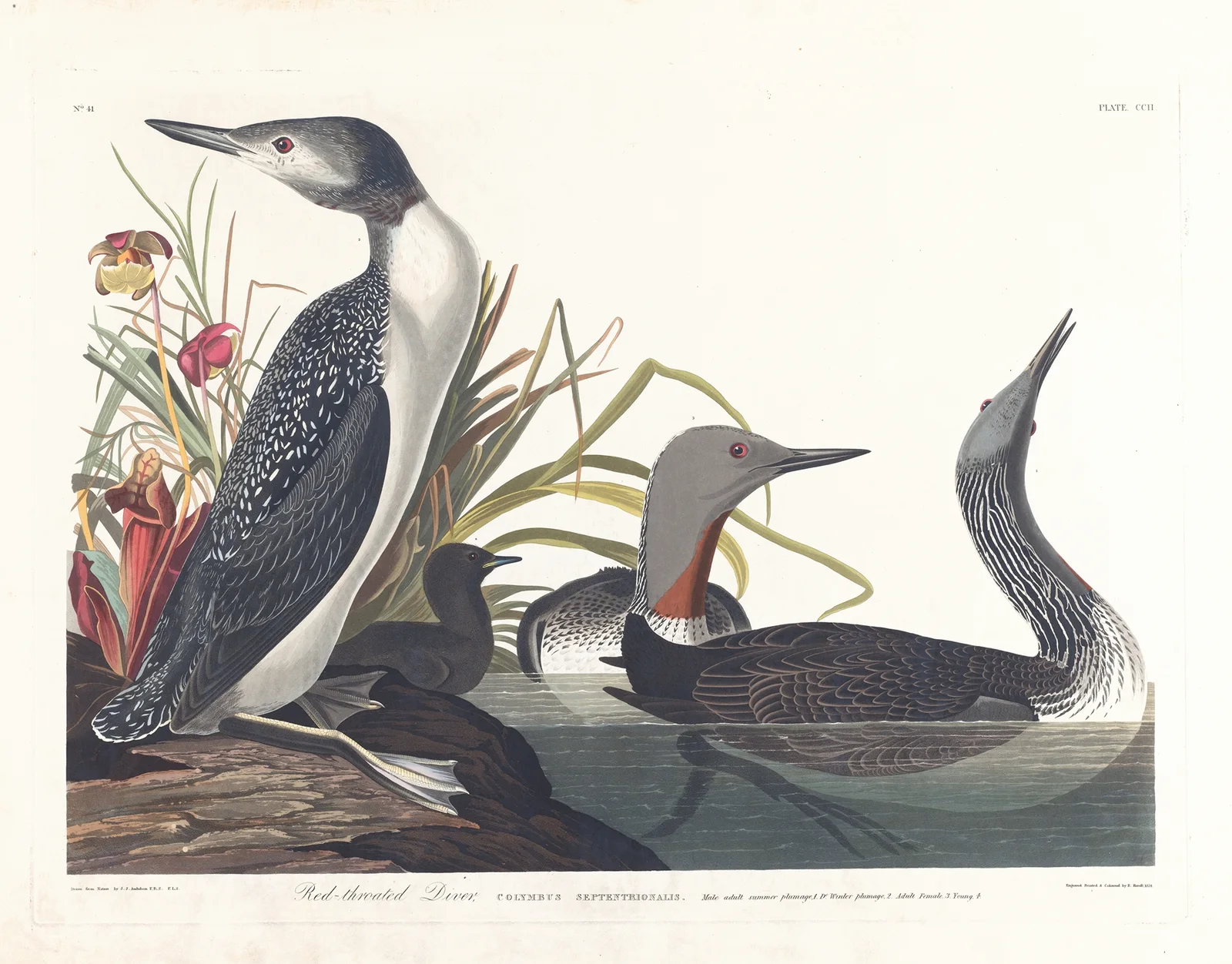 Red-throated diver av John James Audubon