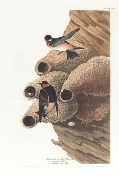 Republican or cliff swallow av John James Audubon