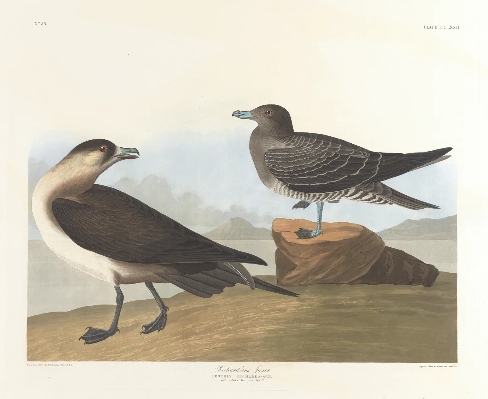 Richardson’s jager av John James Audubon
