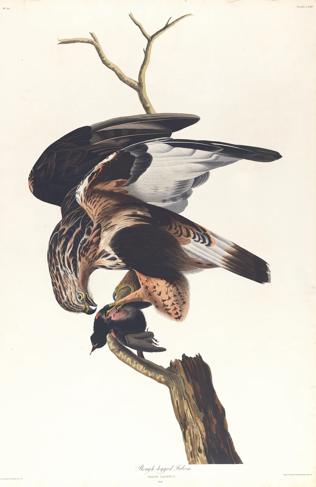Rough-legged falcon av John James Audubon