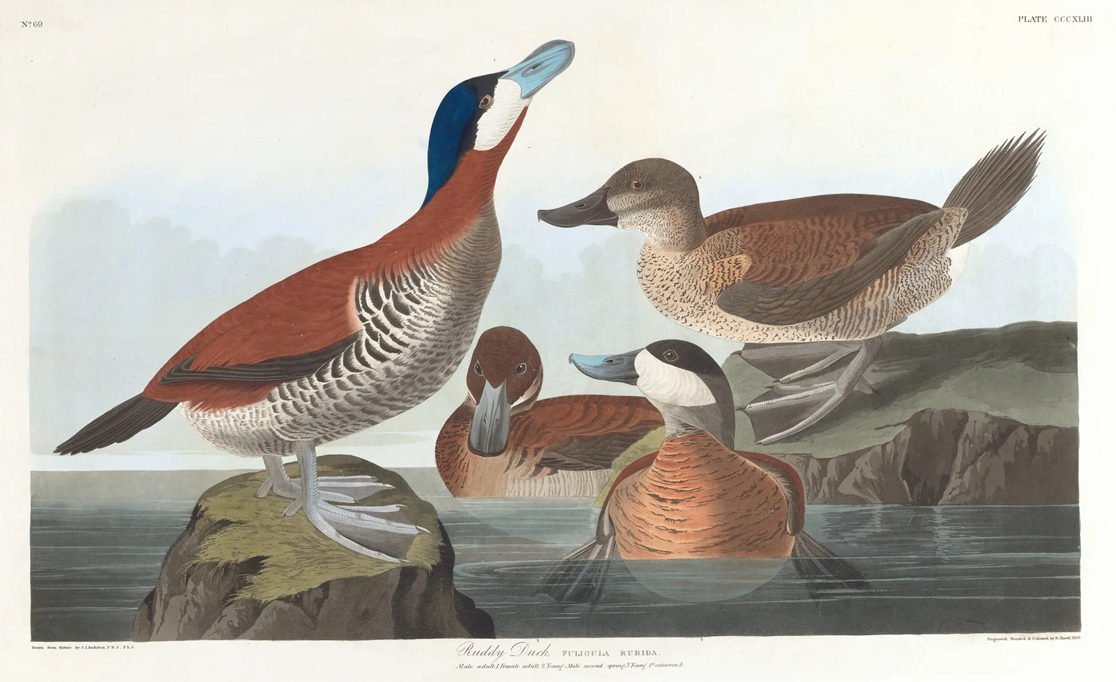 Ruddy duck av John James Audubon