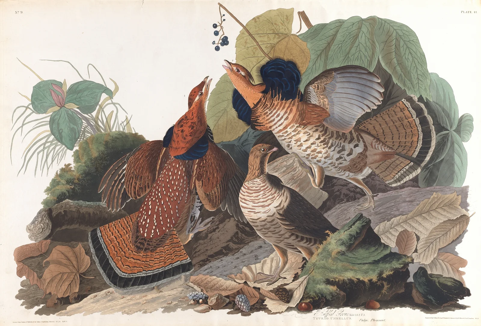 Ruffed grous av John James Audubon