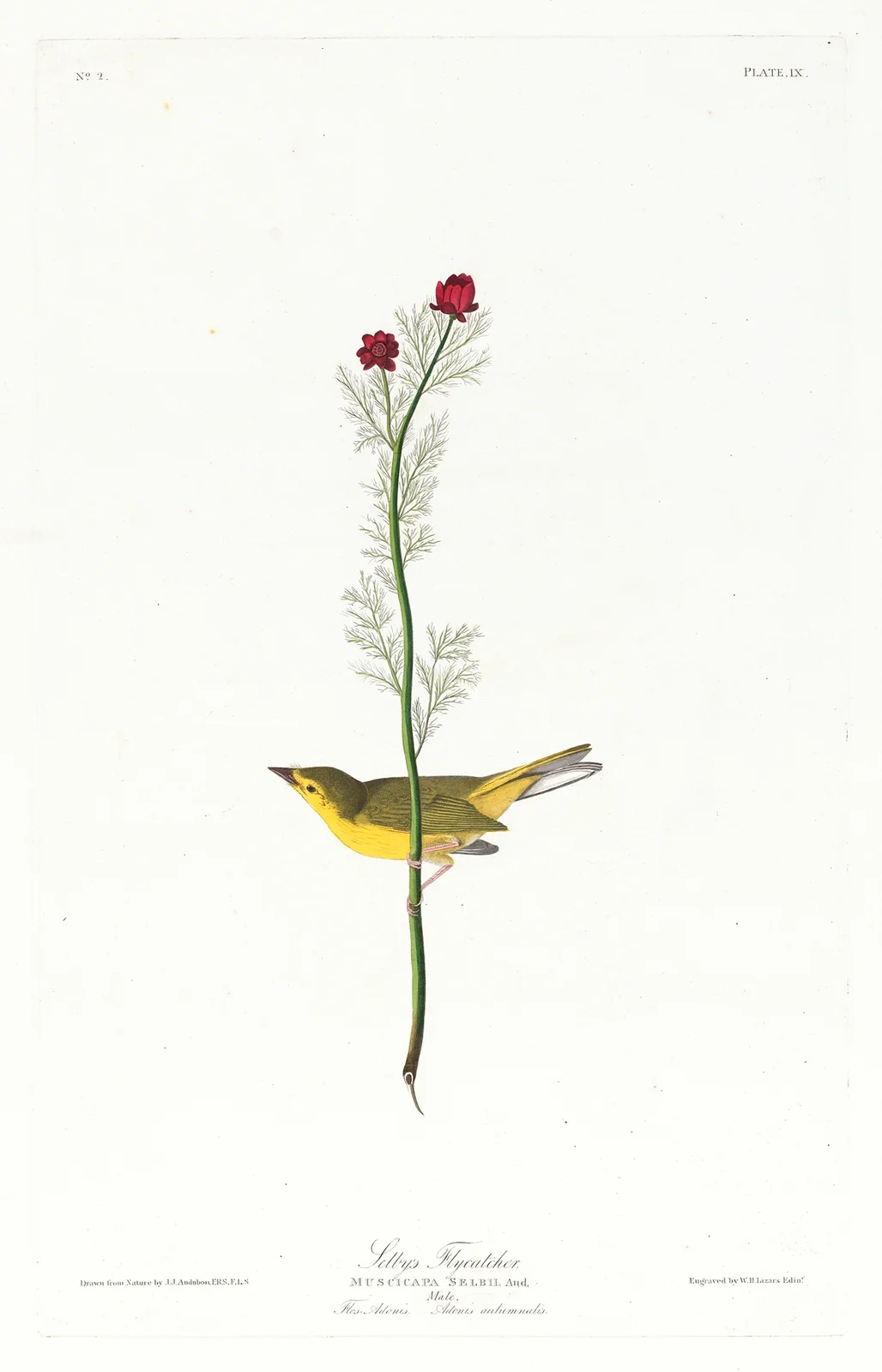 Selby’s flycatcher av John James Audubon