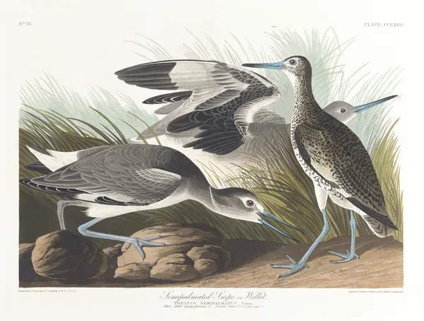 Semipalmated snipe or willet av John James Audubon