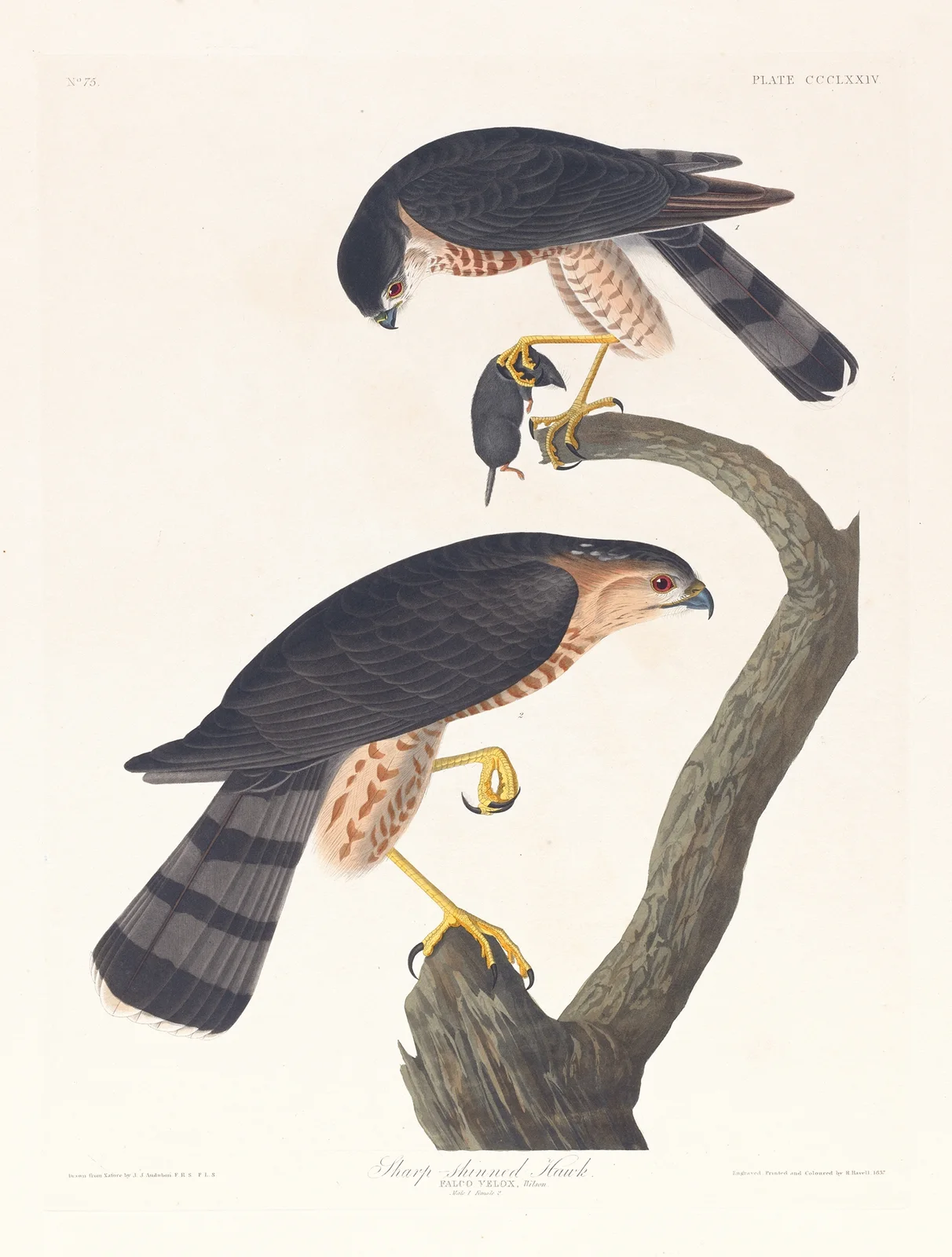Sharp-skinned hawk av John James Audubon