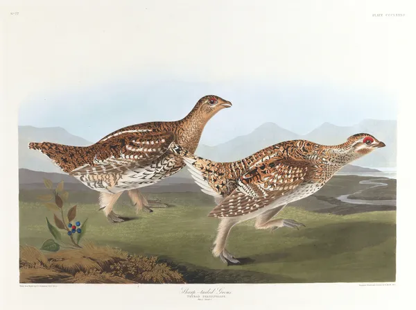Sharp-tailed grous av John James Audubon