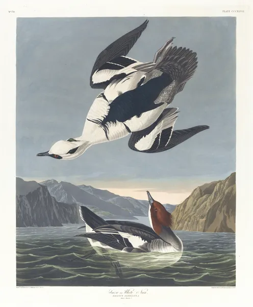 Smew or white nun av John James Audubon