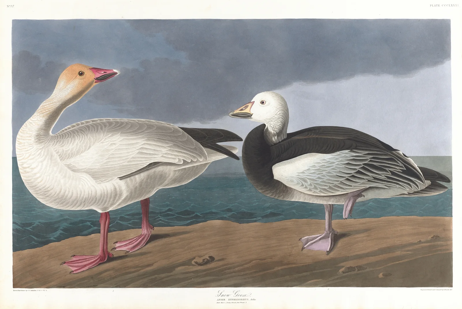 Snow geese av John James Audubon