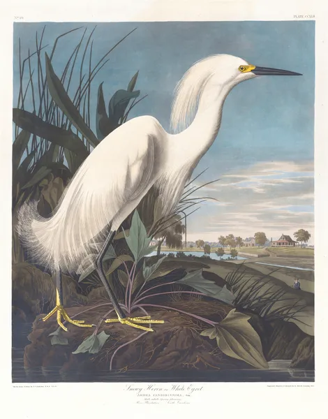 Snowy heron or white egret av John James Audubon