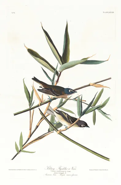 Solitary flycatcher or vireo av John James Audubon