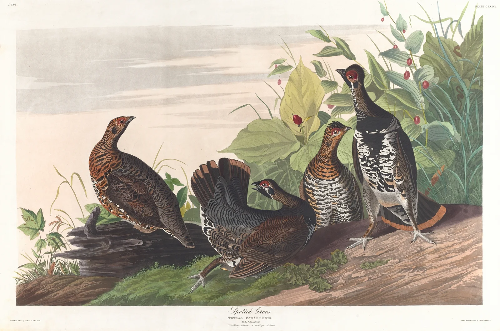 Spotted grous av John James Audubon