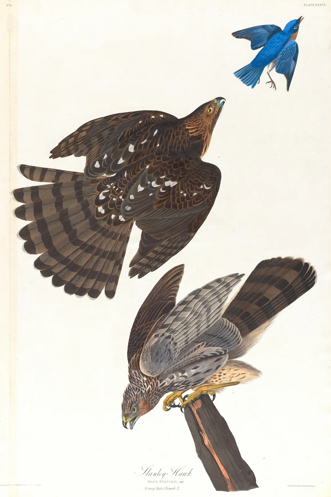 Stanley hawk av John James Audubon
