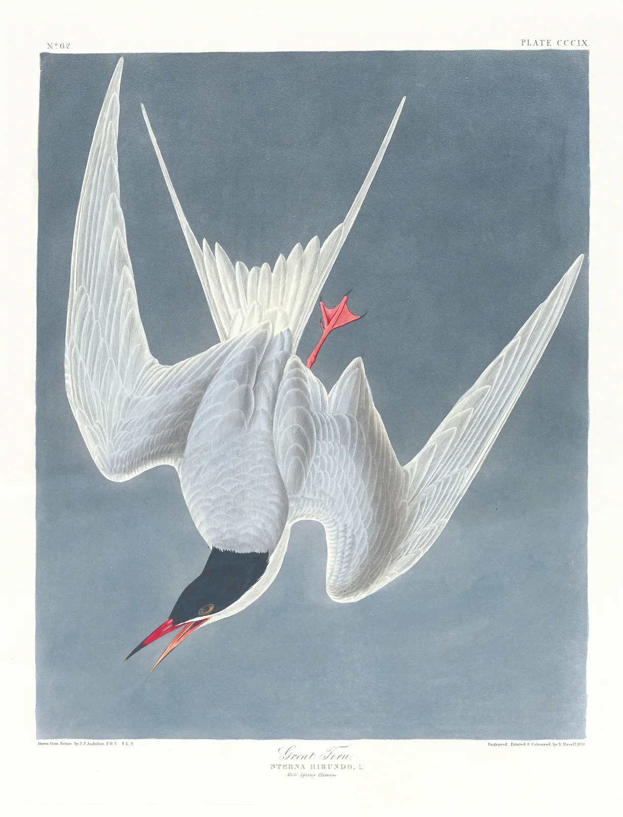 Sterna hirundo av John James Audubon