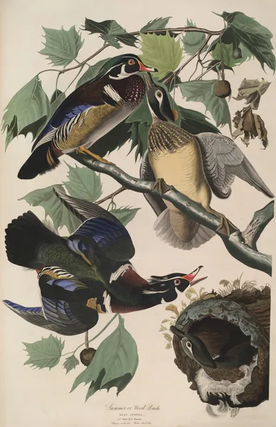 Summer or Wood Duck, 1827 – nr 2 av John James Audubon