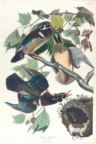 Summer or wood duck, 1827 – nr 1 av John James Audubon
